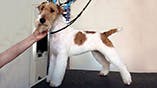 Fox Terrier (Wire and Smooth)